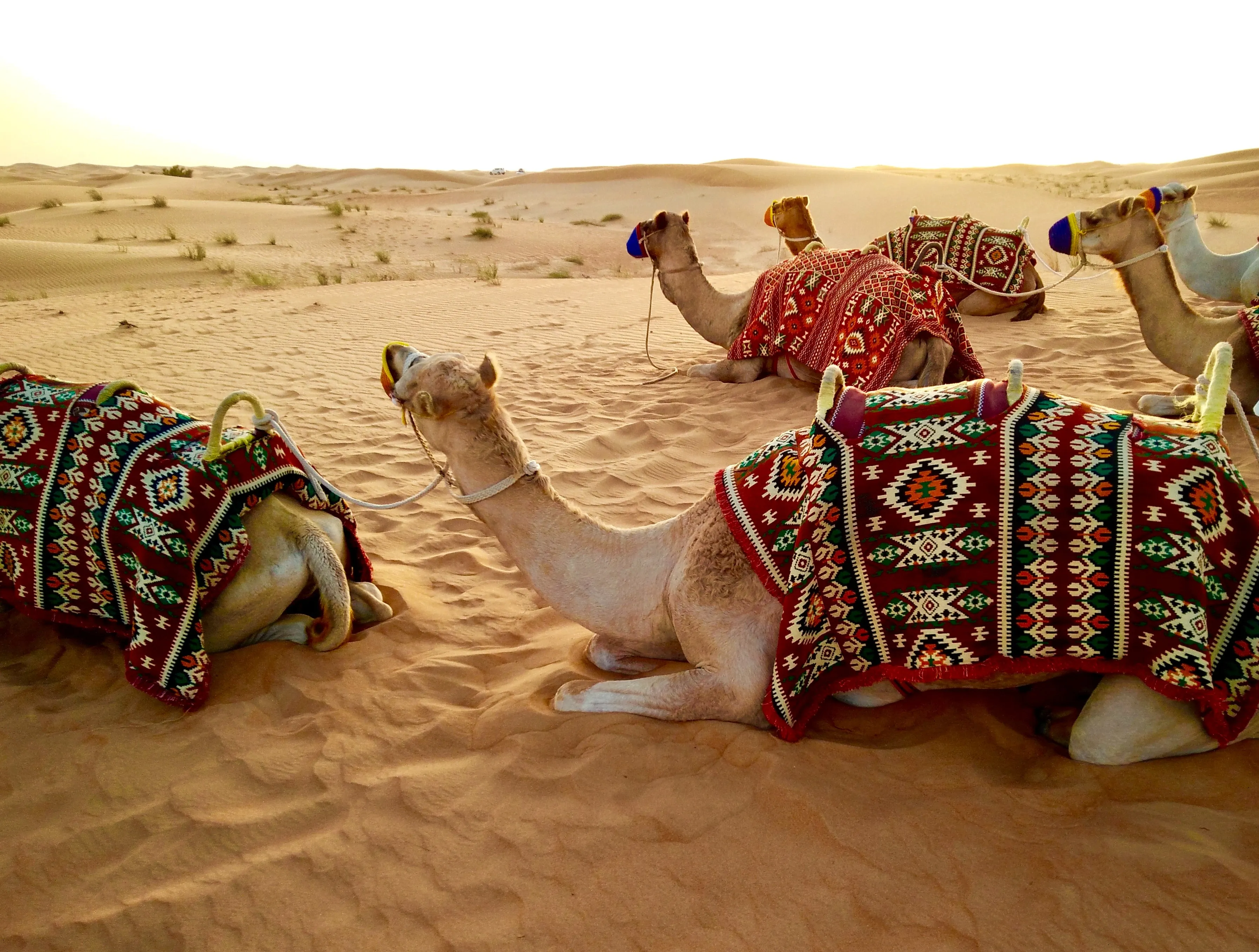 Desert Safari Adventure with BBQ Dinner