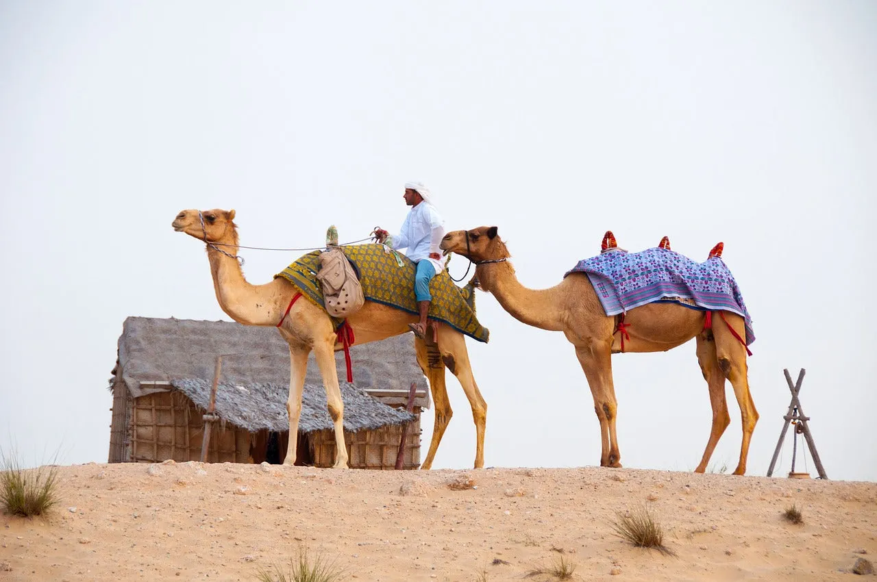 Morning Desert Adventure with Camel Ride & Sandboarding - Al Khayma Camp